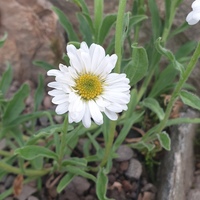 Aster alpinus albus